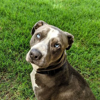 Blue Eyed Pitbull: You Won't Resist Those Baby Blues