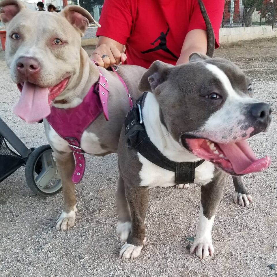 Blue Fawn Pitbull - Is This The Most Beautiful Pitbull Color?