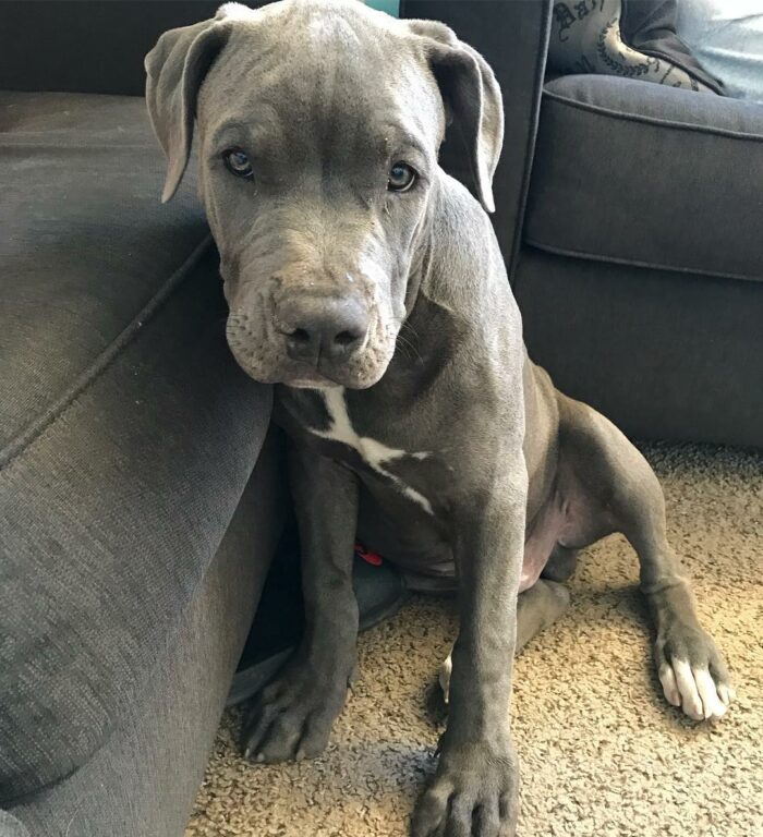 Blue Fawn Pitbull - Is This The Most Beautiful Pitbull Color?