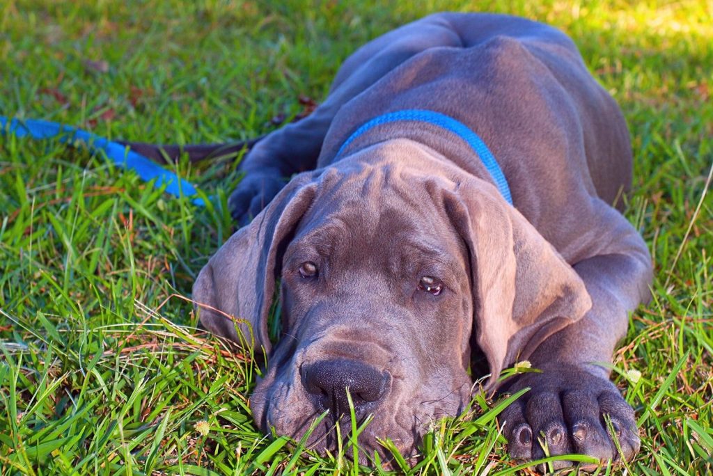 Blue Great Dane - A Guide To This Beautiful Coat Color