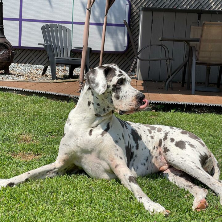 Blue Great Dane - A Guide To This Beautiful Coat Color