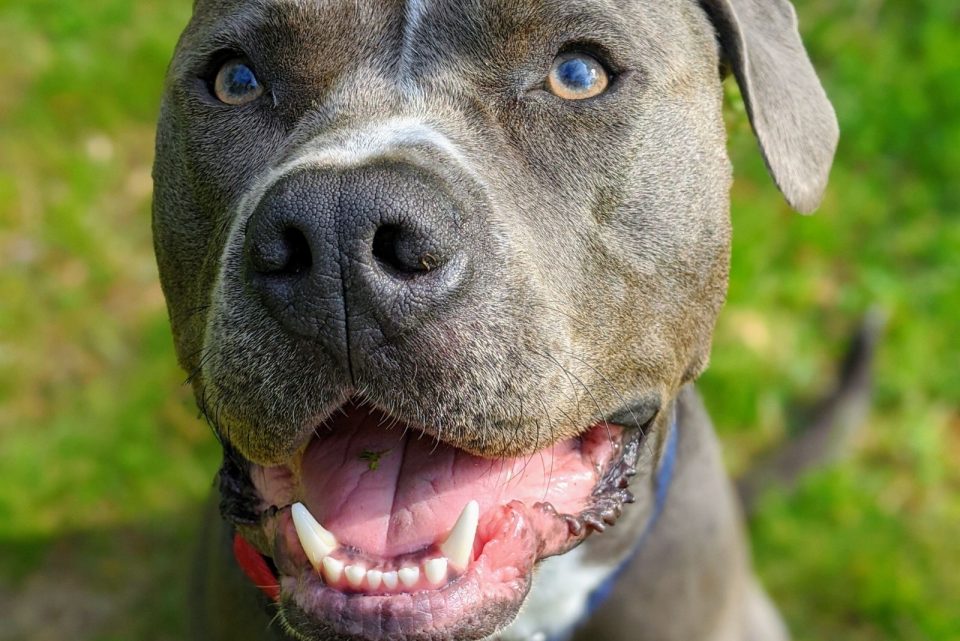 Blue Fawn Pitbull: Are These Pups The Fairest Of Them All?