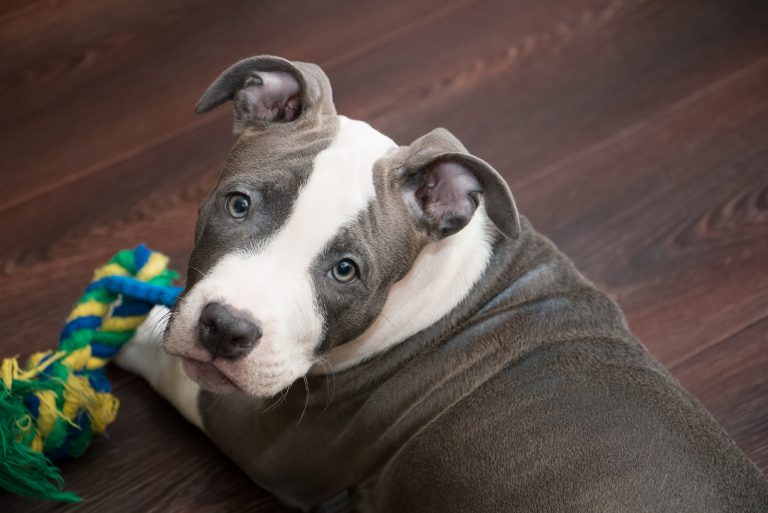 All About The Pitbull Price: How Much Do These Dogs Cost?