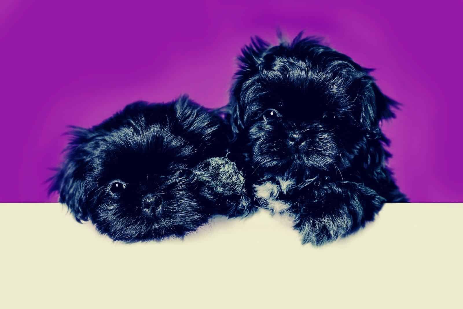 Blue Shih Tzu: Everything About These Rare Puppies