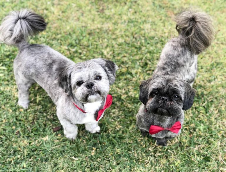 Shih Tzu Colors The Wonderful Rainbow Of Choices 