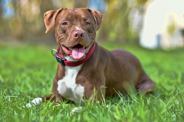 All About The Average Pitbull Price: How Much Do These Dogs Truly Cost?