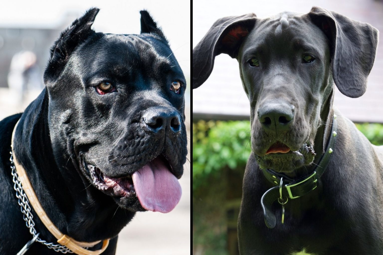 Cane Corso Great Dane Mix – A Gentle Giant Or A Danger?