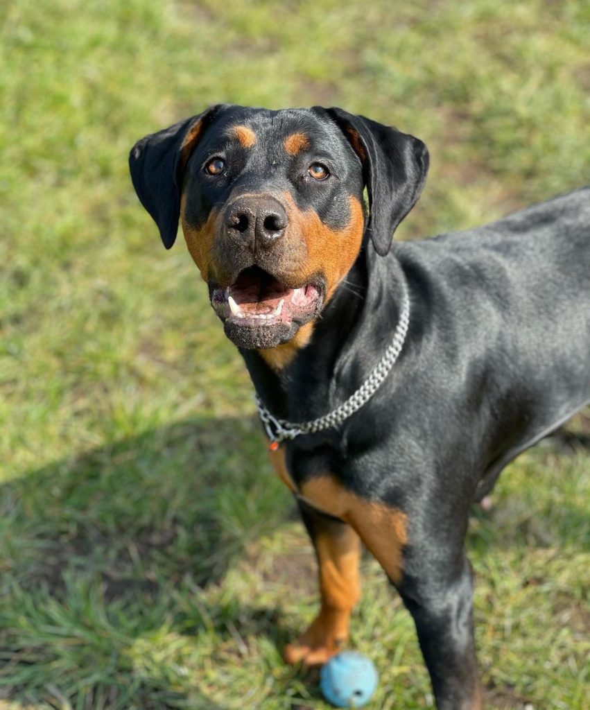 Cane Corso Doberman Mix: A Rare Hybrid Worth Knowing