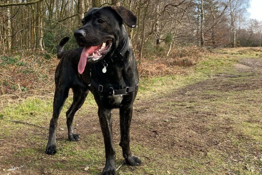 Cane Corso German Shepherd Mix: This Dog Will Fascinate You