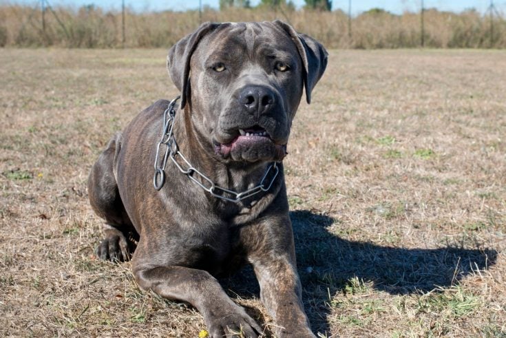 Cane Corso Pitbull Mix – Pit Corso Dog Breed Guide