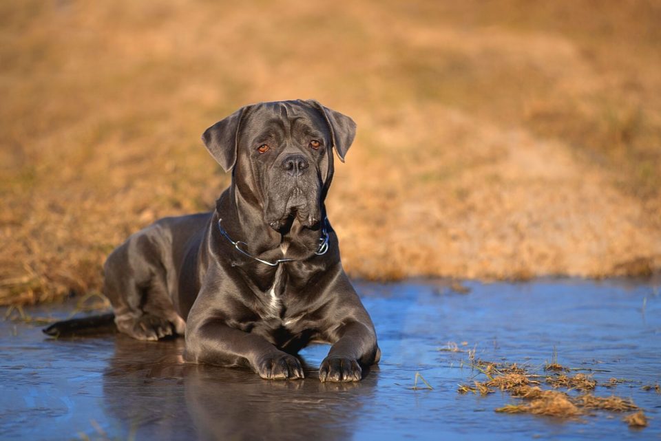 Are Cane Corsos Aggressive? The Story Behind This Dangerous Dog Breed