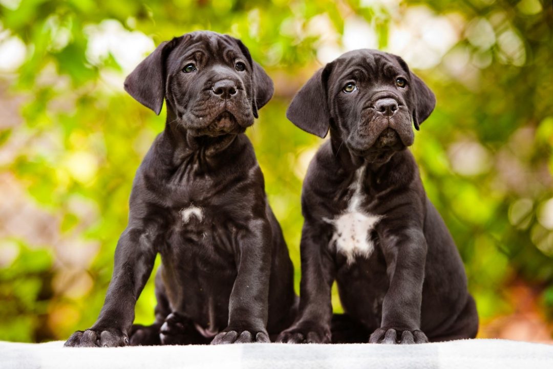 Cane Corso Great Dane Mix – A Gentle Giant Or A Danger?