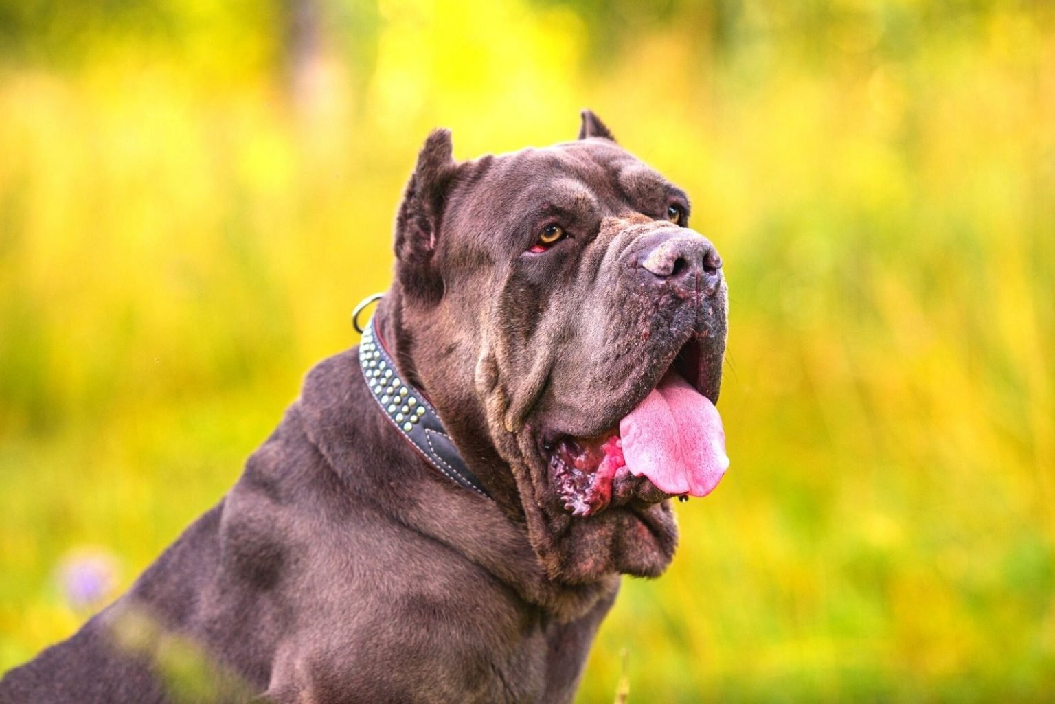 Are Cane Corsos Aggressive? The Story Behind This Dog Breed