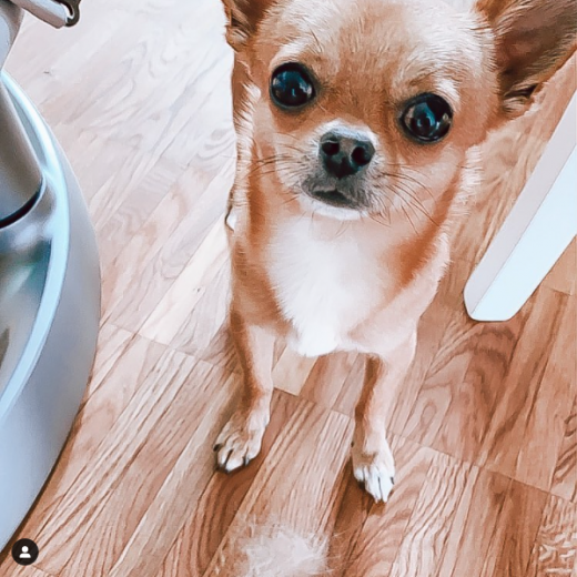 Do Chihuahuas Shed And How To Deal With Their Shedding Schedule