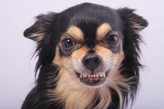 Why Are Chihuahuas So Aggressive? Top Tips For A Calmer Dog