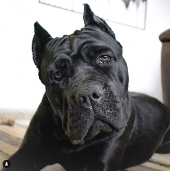 Cane Corso Great Dane Mix – A Gentle Giant Or A Danger?