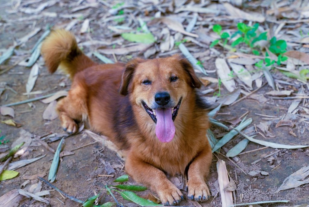 34 Adorable Corgi Mixes That Will Make You Go 'Awwww!'