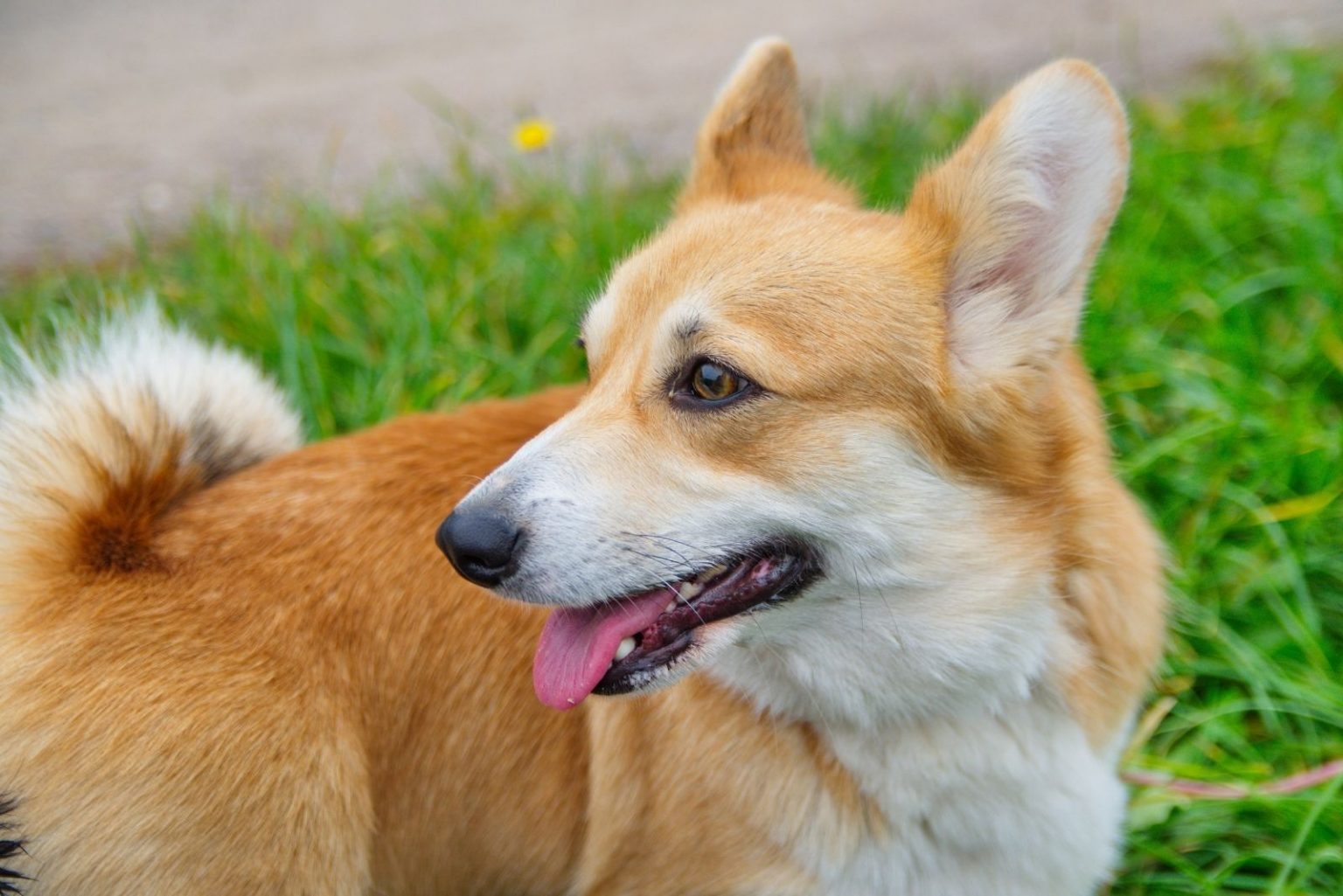 Corgi Pomeranian Mix –– Is This The Cutest Crossbreed Ever?