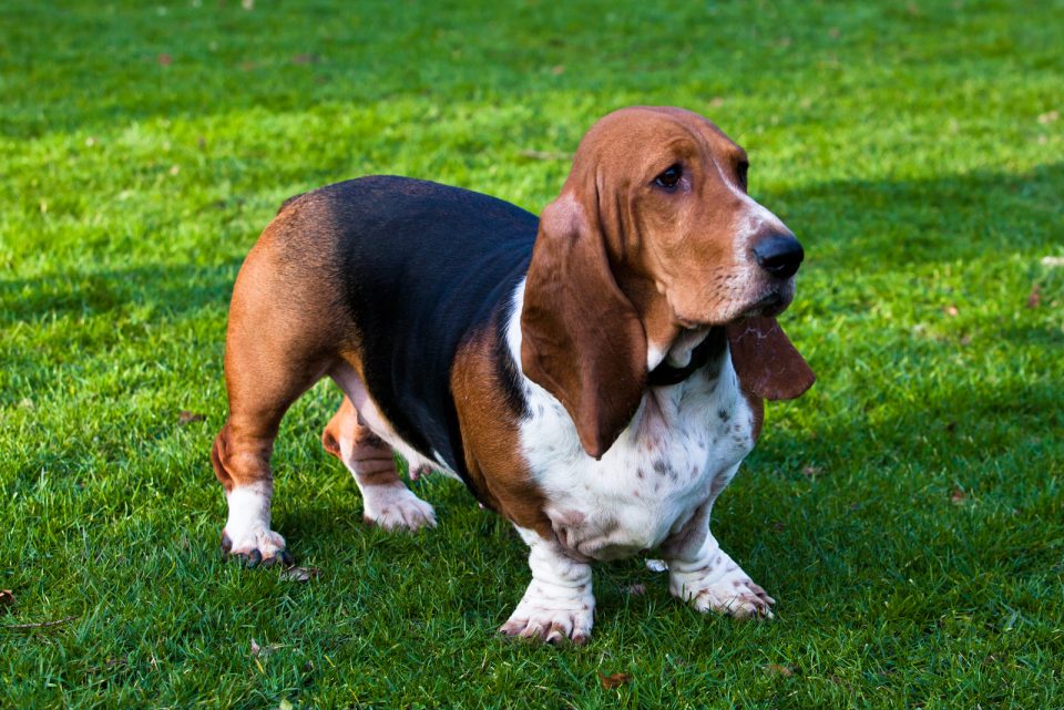 Blue Basset Hound: A Very Rare Breed, Or A Genetic Error?