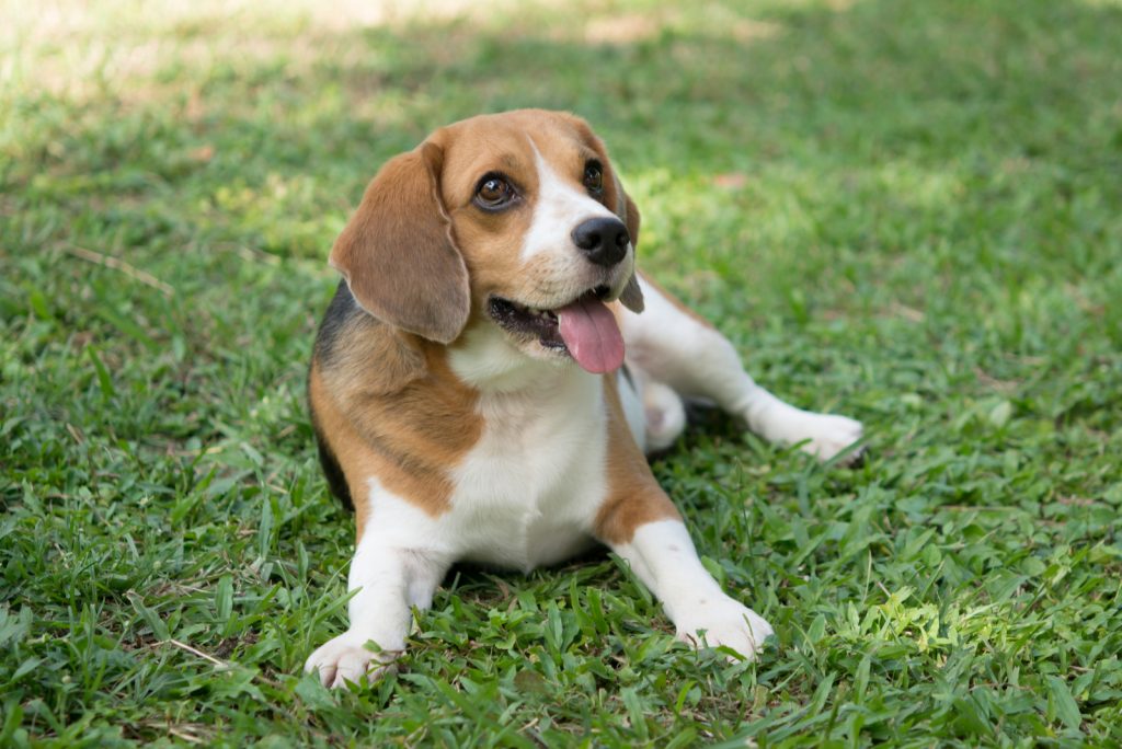 How Much Do Beagles Cost? Price And Life Expenses