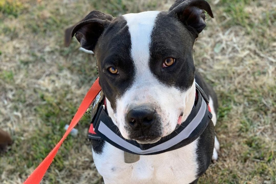 Black And White Pitbull: A Sweet Dog That Breaks Stereotypes