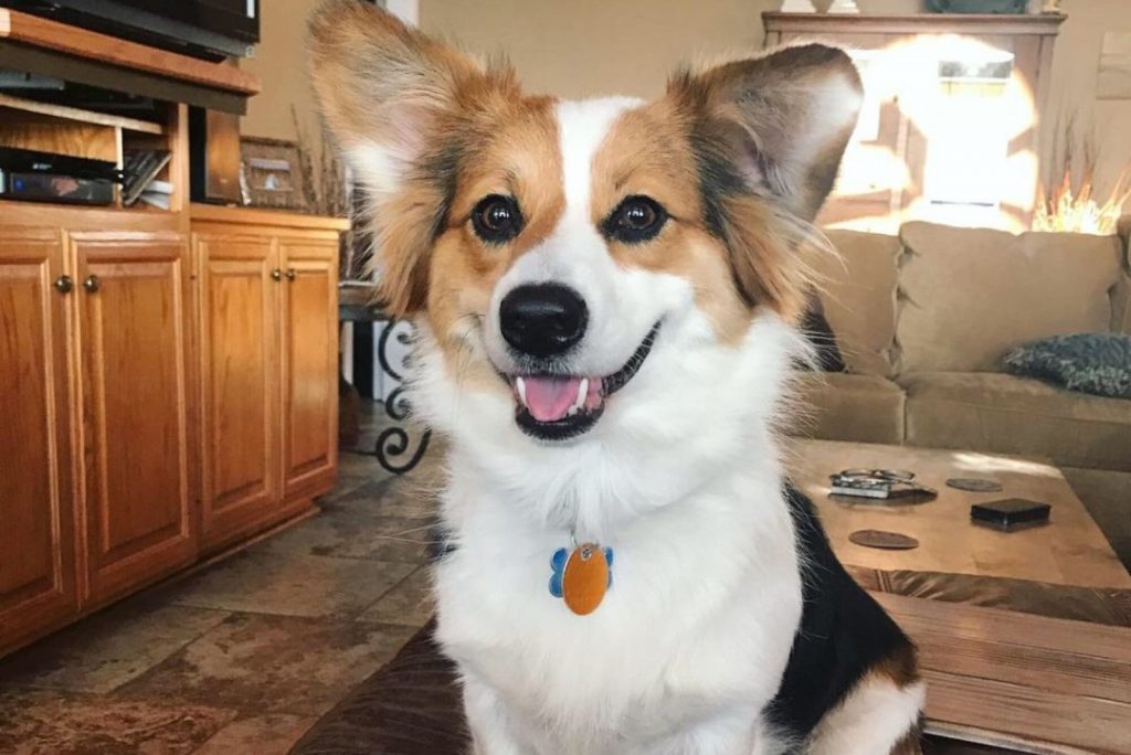 34 Adorable Corgi Mixes That Will Make You Go 'Awwww!'