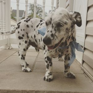 A Corgi Dalmatian Mix - Why You Should (not) Get This Dog