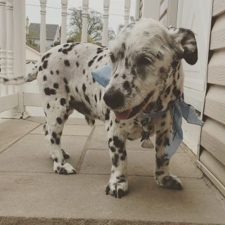 A Corgi Dalmatian Mix - Why You Should (Not) Get This Dog