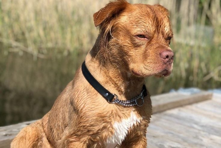 Golden Retriever Pitbull Mix: A Unique Hybrid You Will Love