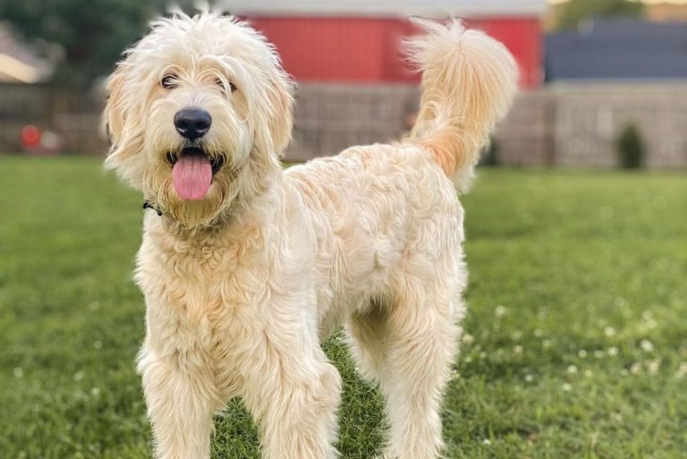 The F1 Goldendoodle: The Pioneer Among The Goldendoodles