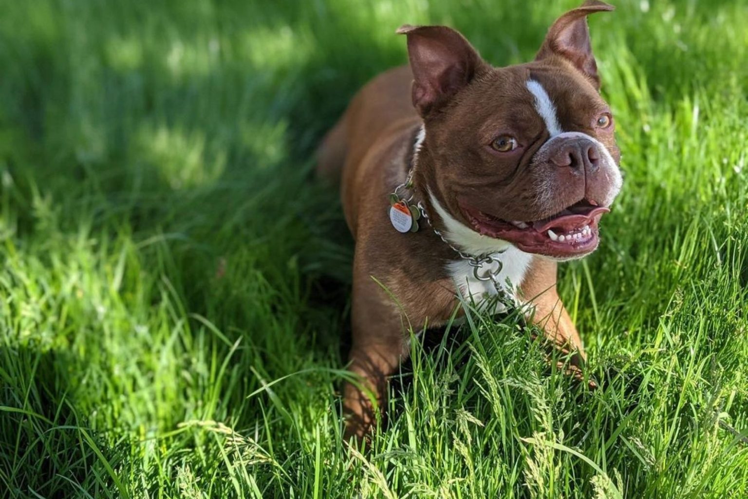 The Red Boston Terrier - An Ultimate Guide About This Dog