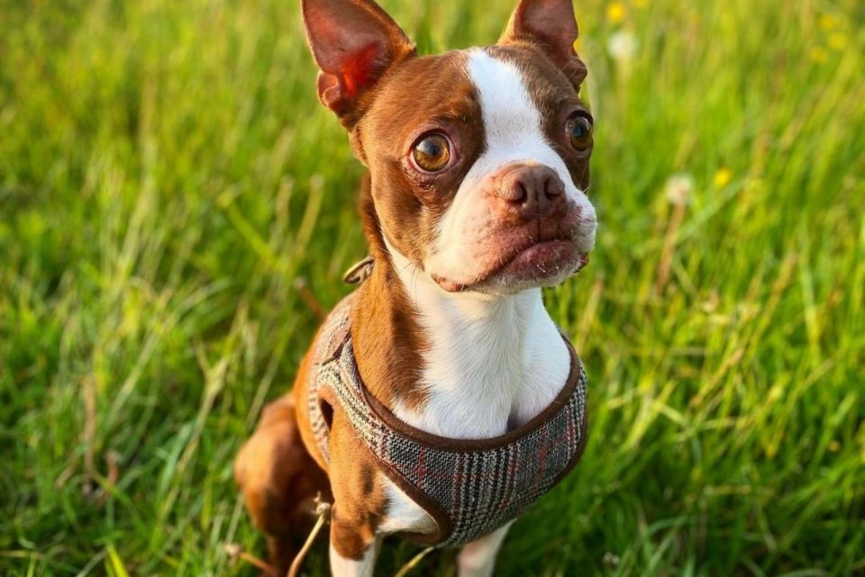 The Red Boston Terrier - An Ultimate Guide About This Dog