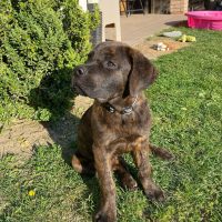 Cane Corso Rottweiler Mix: A Tough Hybrid With A Soft Heart