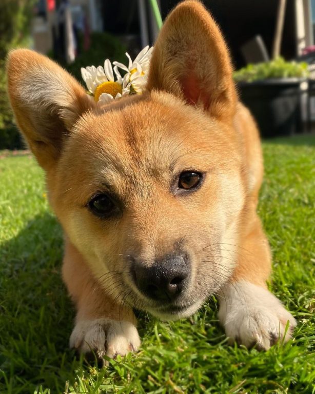 Shiba Corgi - All About This Adorable Mix