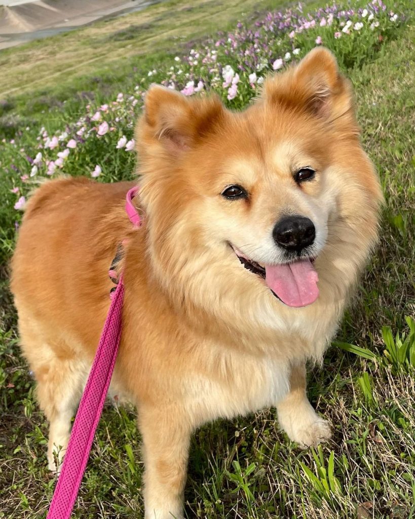 Shiba Corgi - All About This Adorable Mix