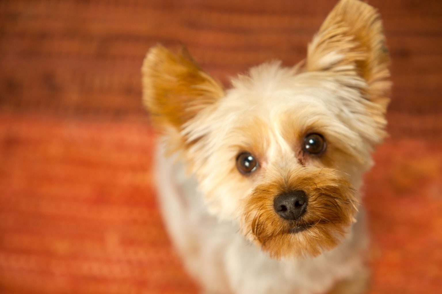 Are Yorkies Hypoallergenic? The Facts About Pet Allergies