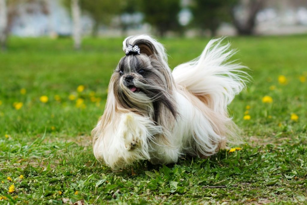 White Shih Tzu And 411 On Other Shih Tzu Coat Colors