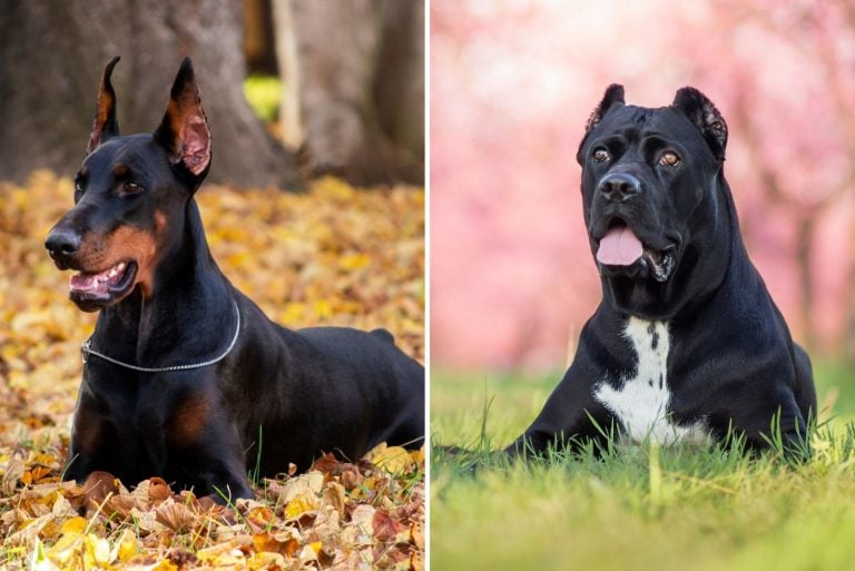 Cane Corso Doberman Mix: A Rare Hybrid Worth Knowing