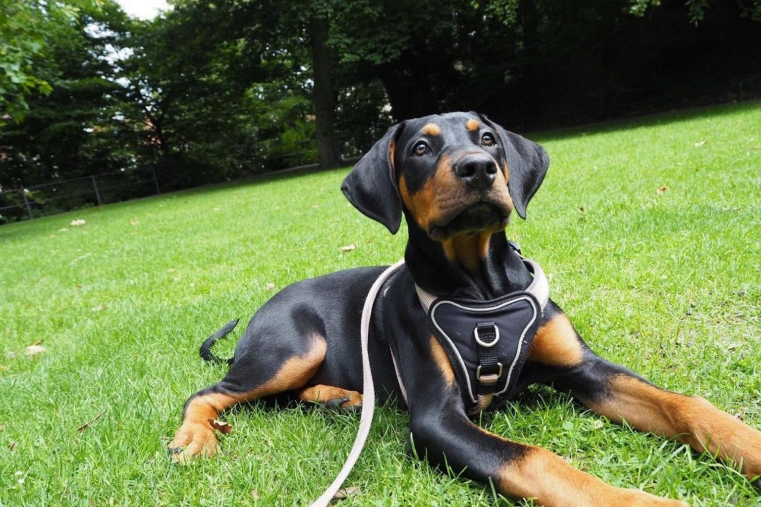 Cane Corso Doberman Mix: A Rare Hybrid Worth Knowing