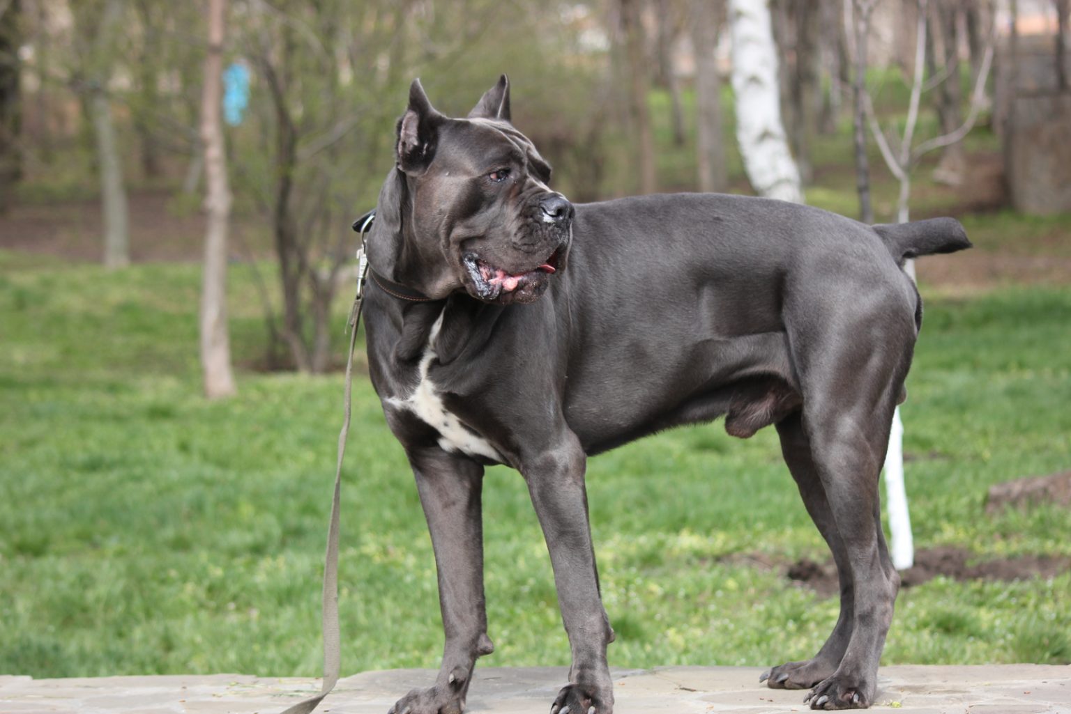 How Much Does A Cane Corso Cost? Puppy Cost Breakdown