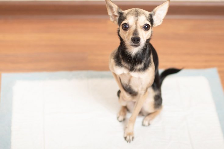 Chihuahua Potty Training: Housebreaking Chis In A Few Short Steps