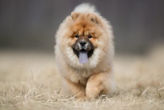 Chow Chow Colors: A Complete Guide For Chow Chow Lovers