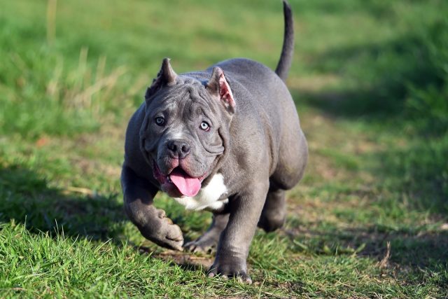 Exotic Bully And Clean Exotic Bully: What Are They Exactly?