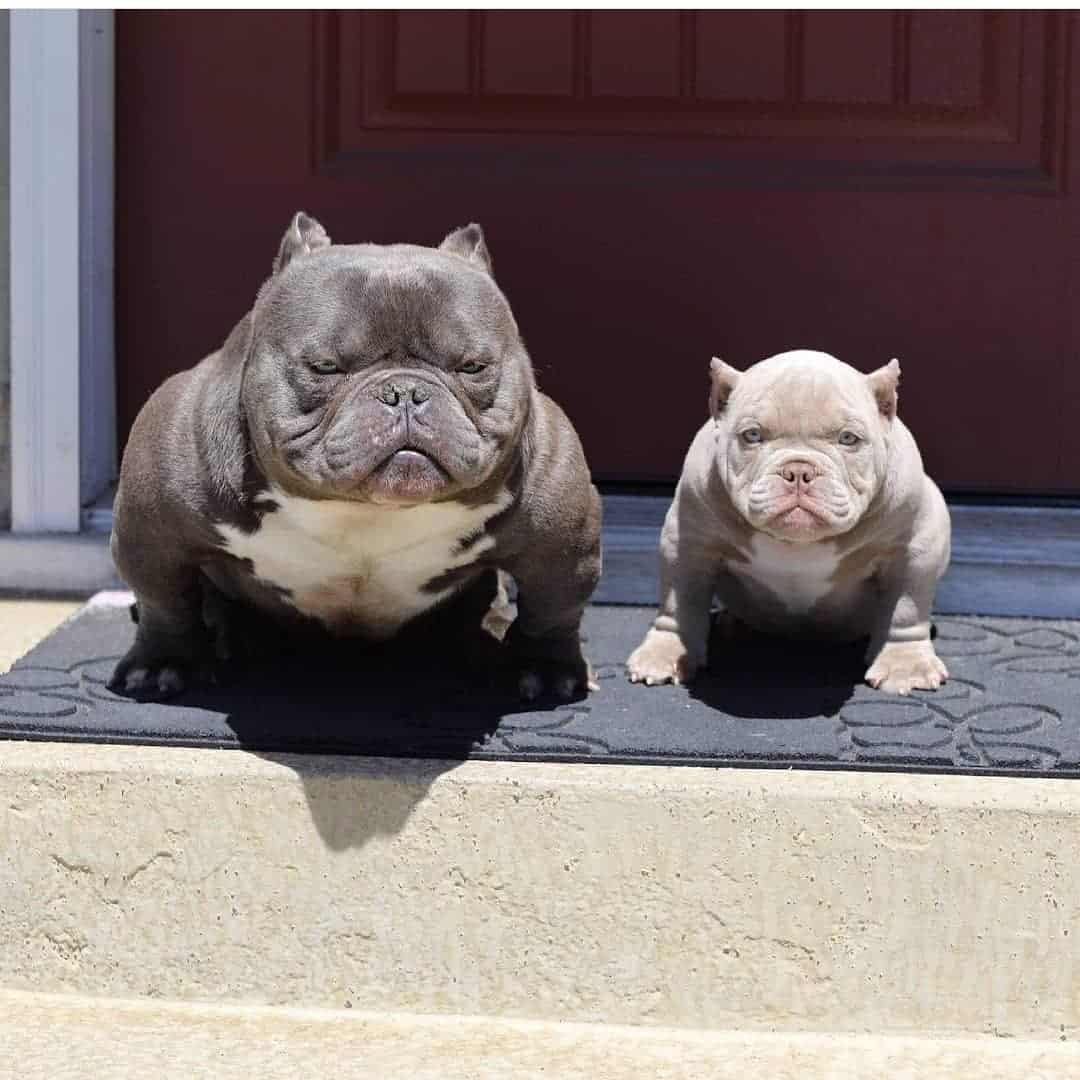 micro bully dogs