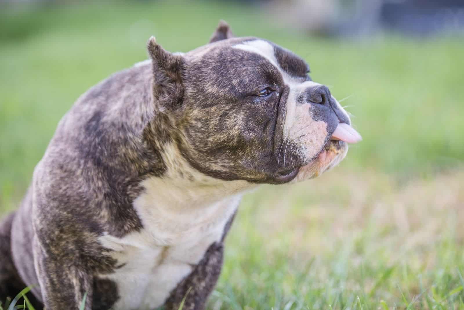 Exotic Bully And Clean Exotic Bully: What Are They Exactly?