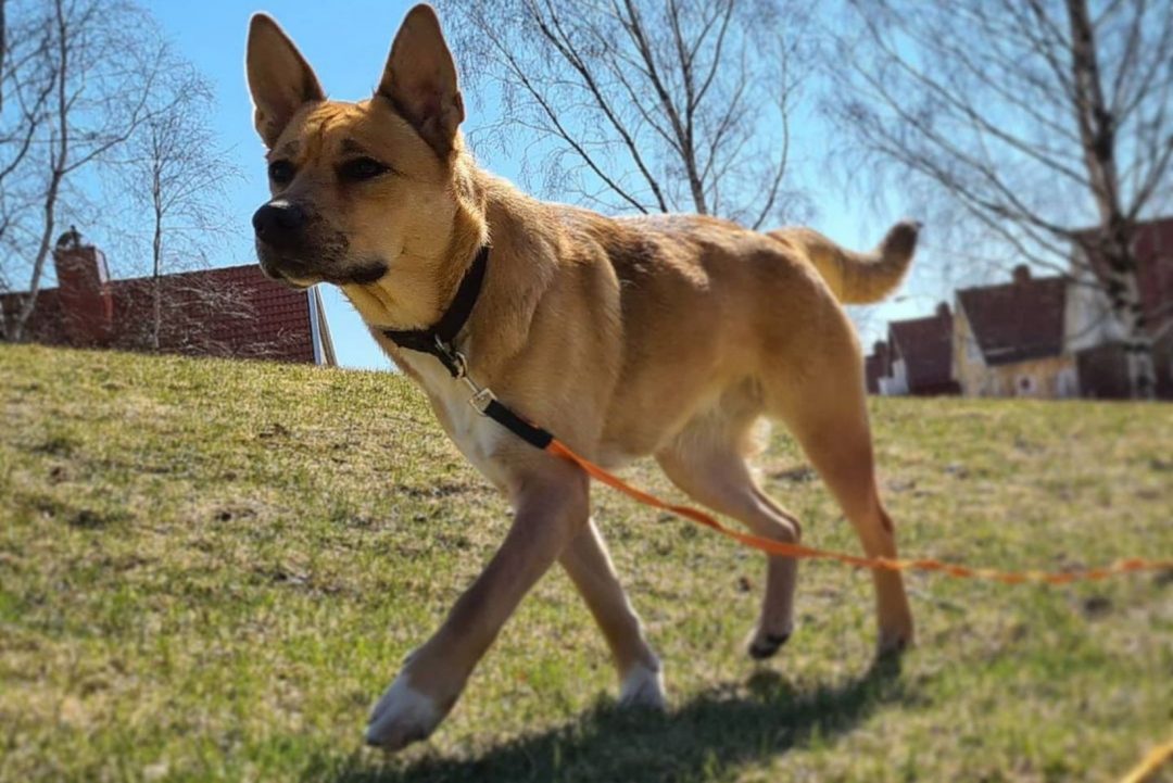 Cane Corso German Shepherd Mix: This Dog Will Fascinate You