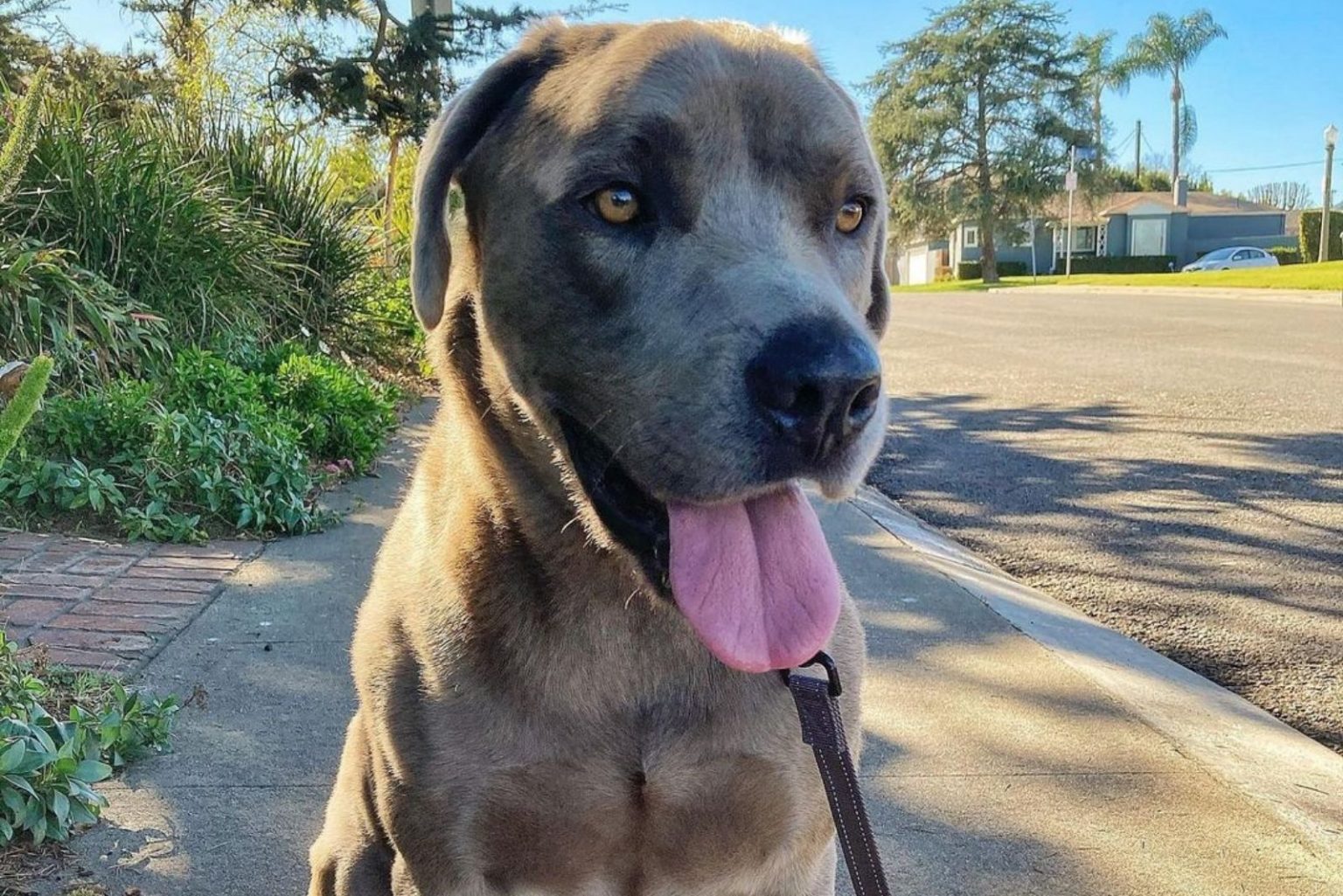 Cane Corso Lab Mix: This Hybrid Will Sweep You Off Your Feet