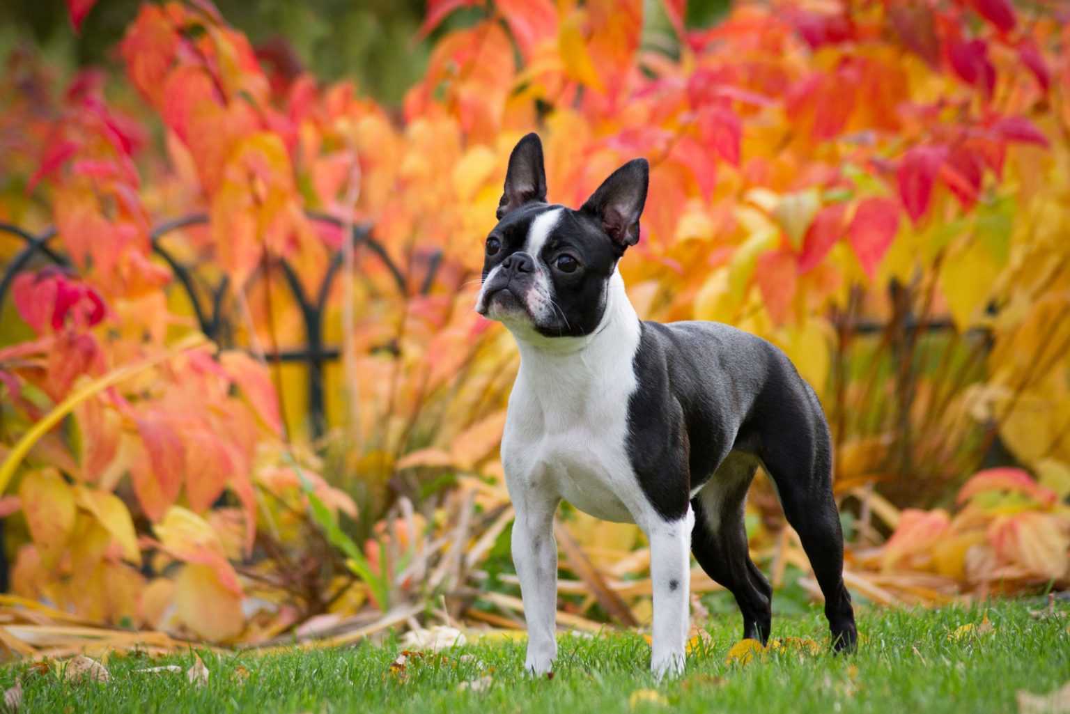 The Red Boston Terrier - An Ultimate Guide About This Dog