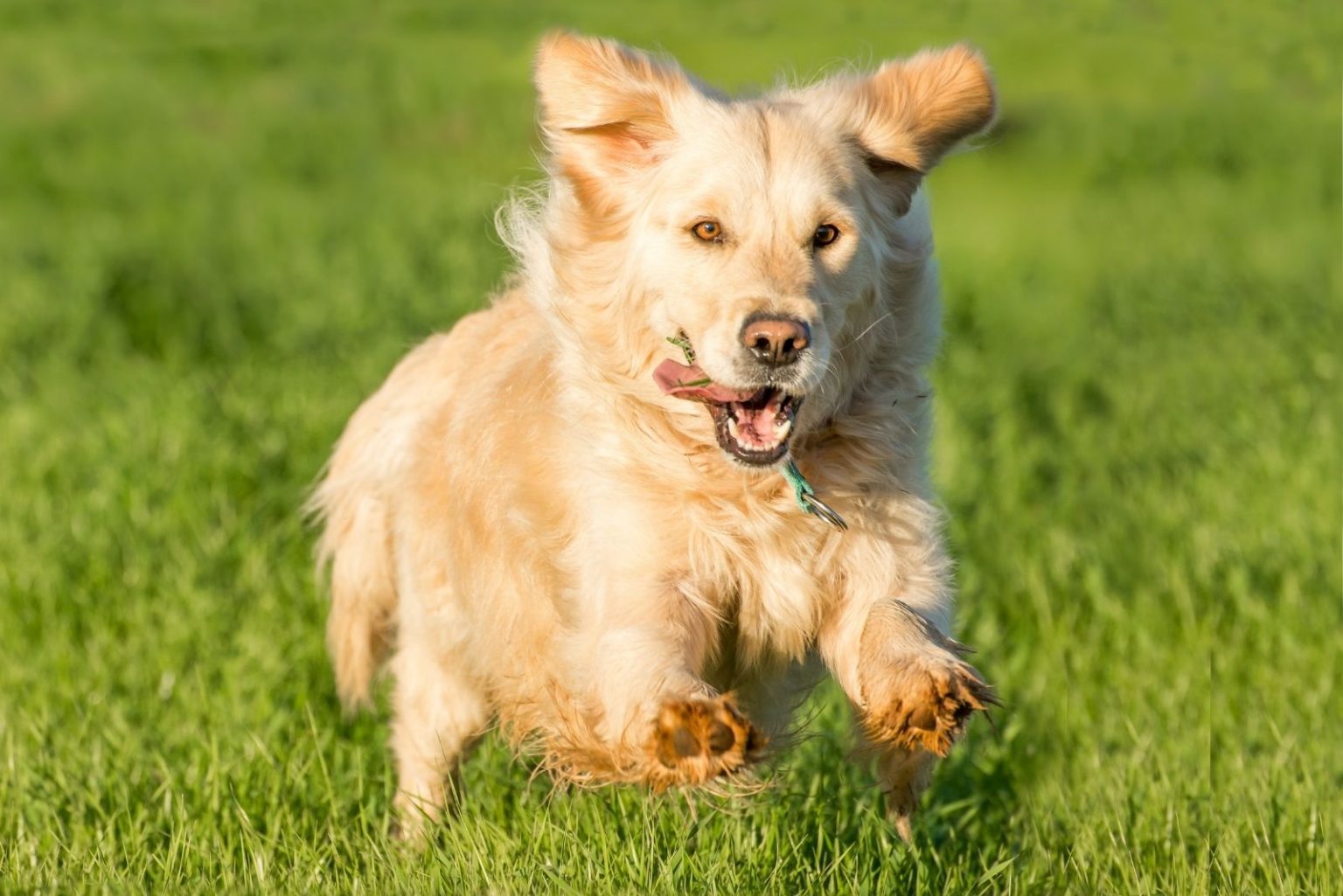 Golden Retriever Corgi Mix: Fun Facts About This Crossbreed