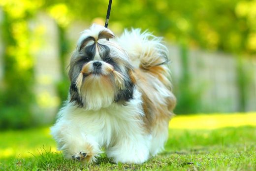 Shih Tzu Lifespan: How Long Do Shih Tzus Live On Average?